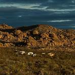 ca joshua tree national park3