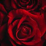 rote rosen bedeutung4