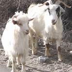types of goats1