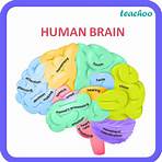 human brain class 102