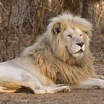 white lion animal2
