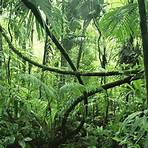 floresta do congo áfrica1