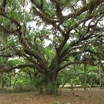 Live Oak (Florida) wikipedia3