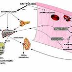 eritrocitos3
