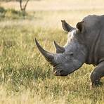 rinoceronte nome científico4