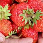草莓種植方法1