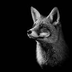 fox images2
