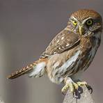 Austral pygmy owl wikipedia3