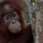 orangotango2