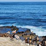 where are the best places to see seals and sea lions in la jolla ca condominiums for sale1