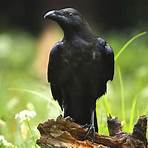 raven meaning meaning2