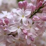 Lilacs in the Spring filme1