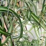 wasserlilie zimmerpflanze1