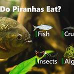 What are some interesting facts about Piranha?2