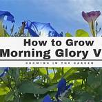 where do morning glory vines grow in the winter garden2
