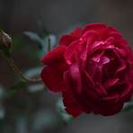 rose images5