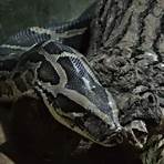 indian python wikipedia3