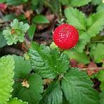 wilde erdbeeren essbar5