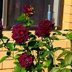 Black Rose2