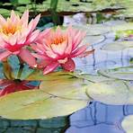 water lilies names3