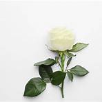 weiße rose symbol3
