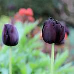 Die schwarze Tulpe4