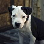 pitbull chien dangereux4