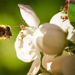 para que sirve el polen de abeja4