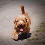 norfolk terrier2