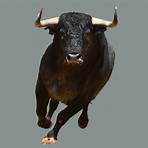 Bull Pictures Inc2