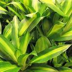 uncyclopedia corn plant4