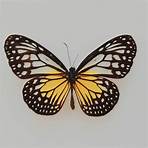 borboleta amarela clara significado2