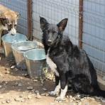 tierschutz rumänien hundevermittlung1