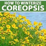 how and when to cut back coreopsis in spring1