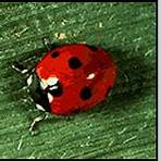ladybird beetle3