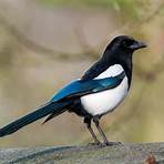 magpie facts3