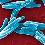 schädliche bakterien beispiele2