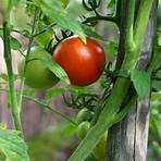 How do you stake roma tomato plants?3