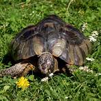 schildkröten neuseeland4
