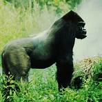 Mountain gorilla wikipedia3