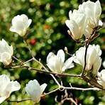 What is the classification of Magnolia?1