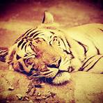 bengal tiger pictures free3