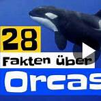 orca wale3