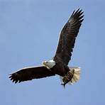 eagles wikipedia4