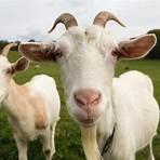 types of goats5