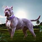 bully dogs for sale florida3