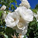 types of white roses5