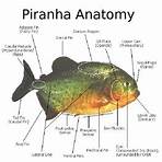 types of piranhas5