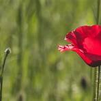 remembrance day poppy1