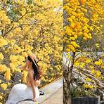 黃花風鈴木的熱門景點有哪些?2